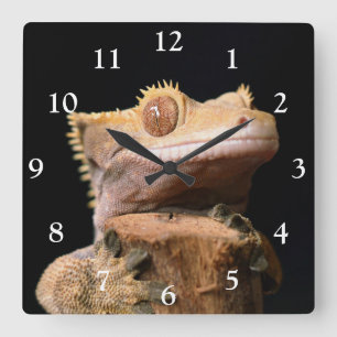 Quadrado Gecko preso no relógio grande preto