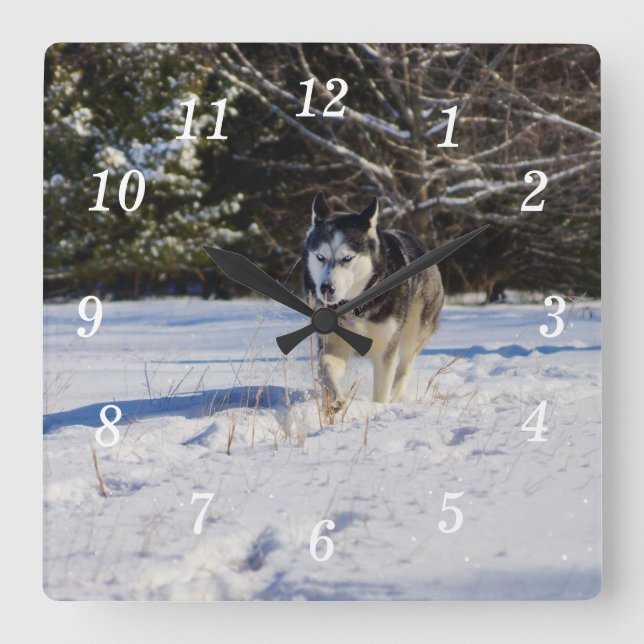 Quadrado Husky Siberiano No Relógio Da Parede De Neve (Frente)