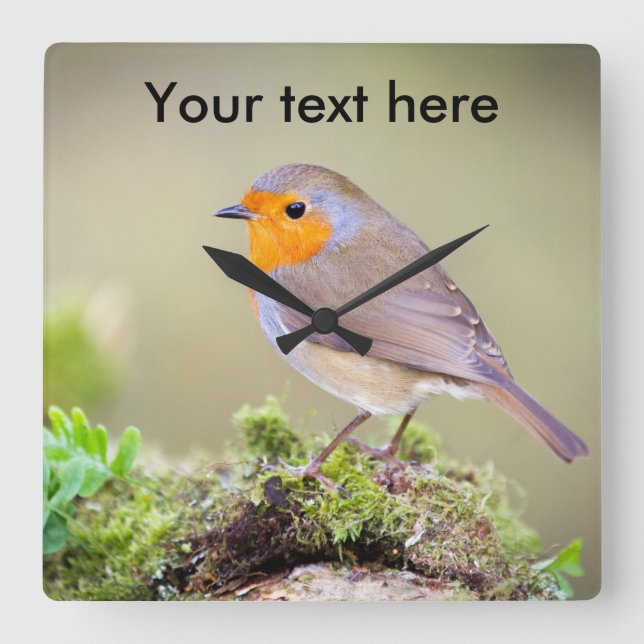 Quadrado O relógio Robin personalizável adiciona seu própri (Frente)