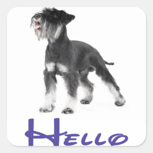 Quadrado Olá Adesivo de Cachorro Filhote Schnauzer Miniatur
