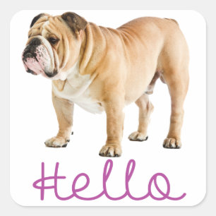 Quadrado Olá Adesivo Roxo Cachorrinho Bulldog Inglês