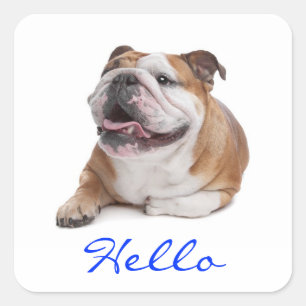Quadrado Olá Cachorrinho Bulldog Feliz Adesivo de Boas-vind