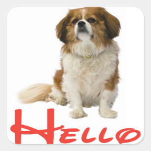 Quadrado Olá Cachorro Adesivo Cavalier King Charles Spaniel