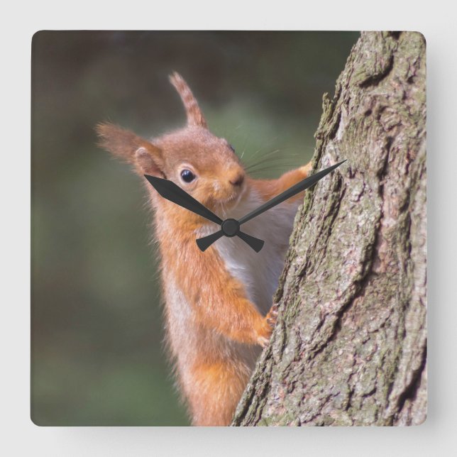 Quadrado Relógio de esquilo (Frente)