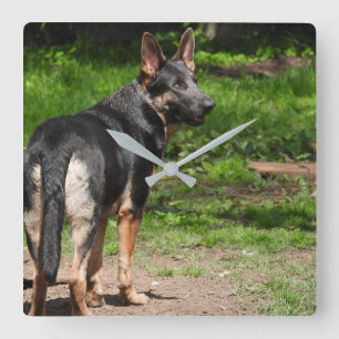 Quadrado Relógio de German shepherd Azul