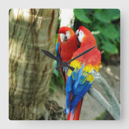 Quadrado Relógio de Macaw Scarlet