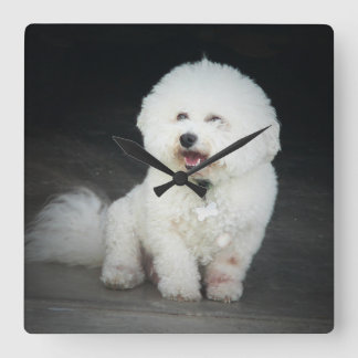 Quadrado Relógio de Muro do Bischon Frise