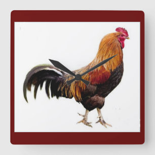 Quadrado Relógio de Rooster