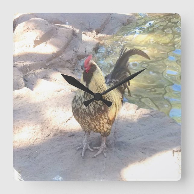 Quadrado Relógio de Rooster (Frente)