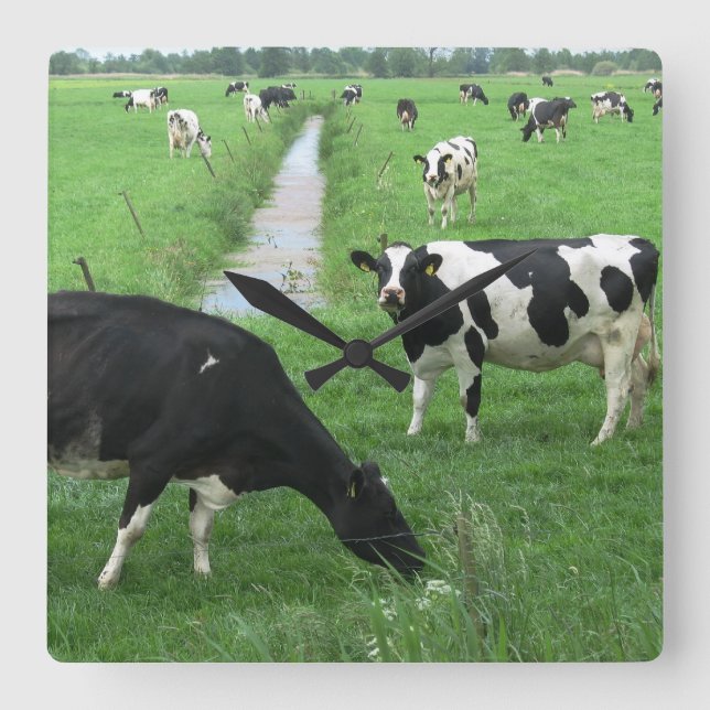 Quadrado Relógio De Vaca (Frente)