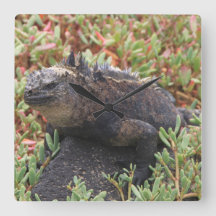 Relógio Lagarto