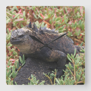 Quadrado Relógio Lagarto