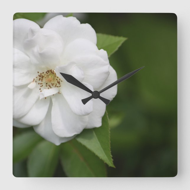 Quadrado Relógio Rosa Branco (Frente)