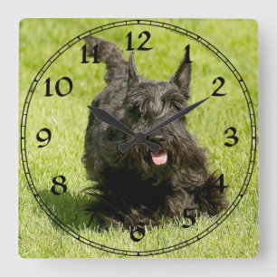 Quadrado Relógio Terrier escocês