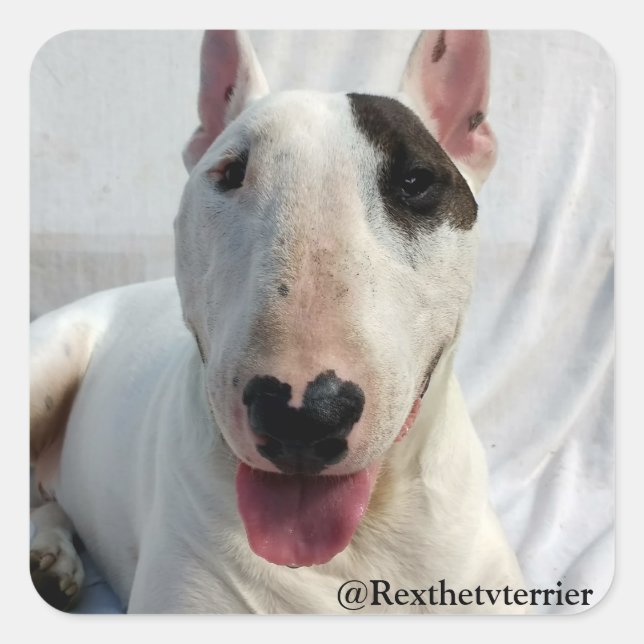 Quadrado Rex O adesivo Terrier Da TV (Frente)