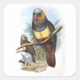 Quadrado Vintage Parrot Bird PE_GC - Adesivo