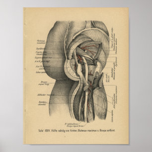 Quadril do pé do impressão da anatomia do alemã