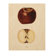 Apple Slice 11" x 14"
