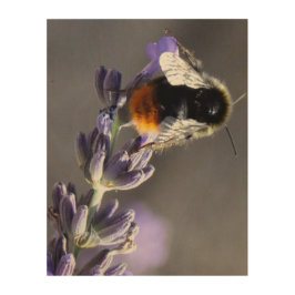 Quadro De Madeira Fotografias Macro de Abelhas em Lavanda.