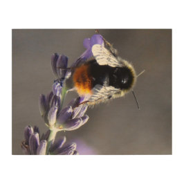 Quadro De Madeira Fotografias Macro de Abelhas em Lavanda.