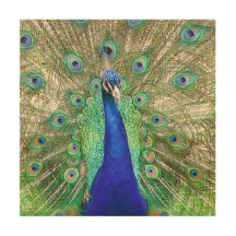 Peacock Azul