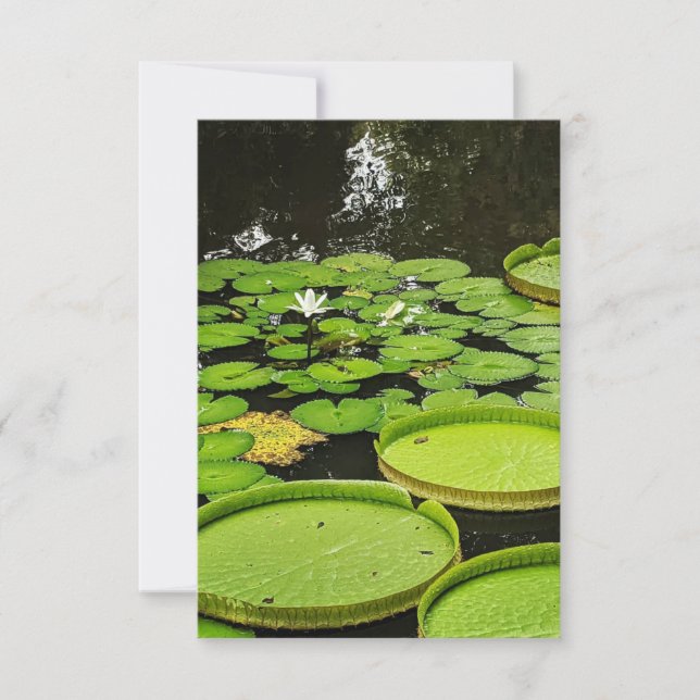 Quaisquer Cartões de Ocasião (Frente)