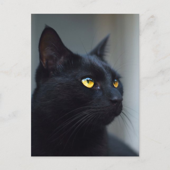 qual era o cartão postal do seu gato pensando (Frente)