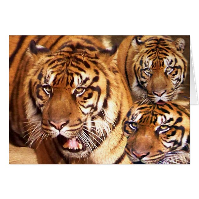 Qualquer Cartão _ de Ocasião (Frente Horizontal)