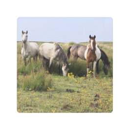 Quatro cavalos