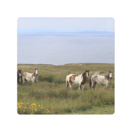 Quatro cavalos pelo mar