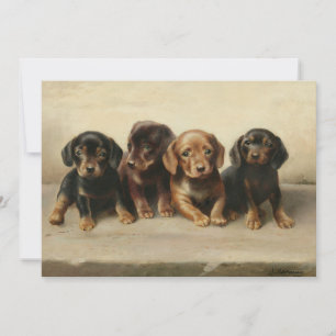 Quatro Cuppies Dachshund   Carl Reichert