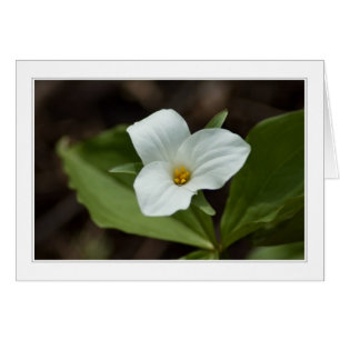 quatro estações no cartão de michigan 01