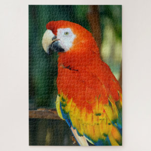 Quebra-cabeça 1000 peças Scarlet Macaw