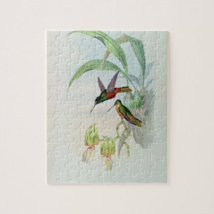 Quebra-cabeça A estrela de Bonaparte fronteou o colibri