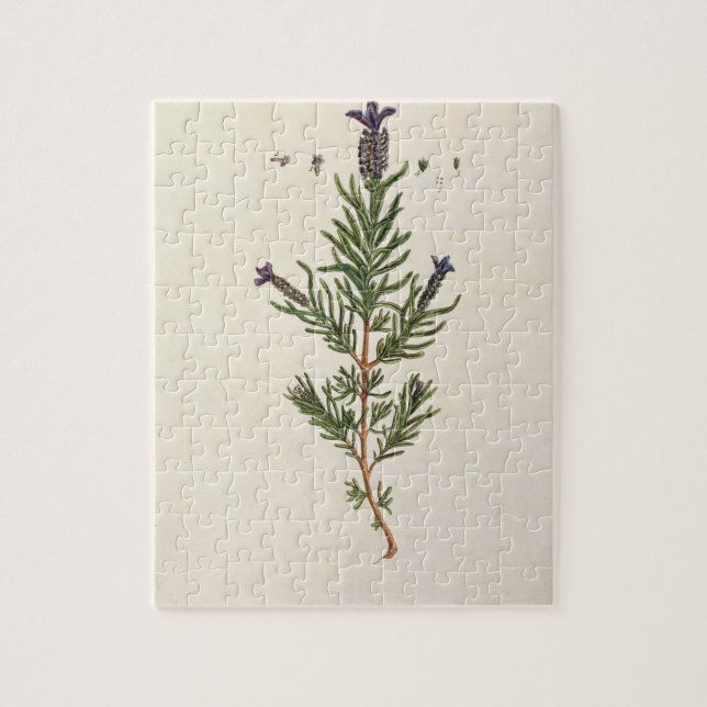 Quebra-cabeça A lavanda francesa, chapeia 241 'de um Herbal (Vertical)