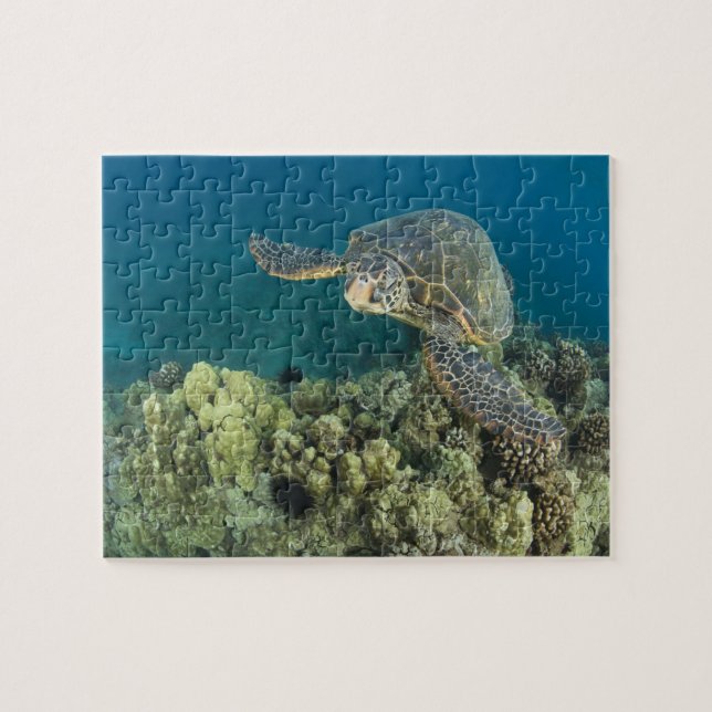 Quebra-cabeça A Tartaruga Marinha Verde, (Chelonia mydas), é a 2 (Horizontal)