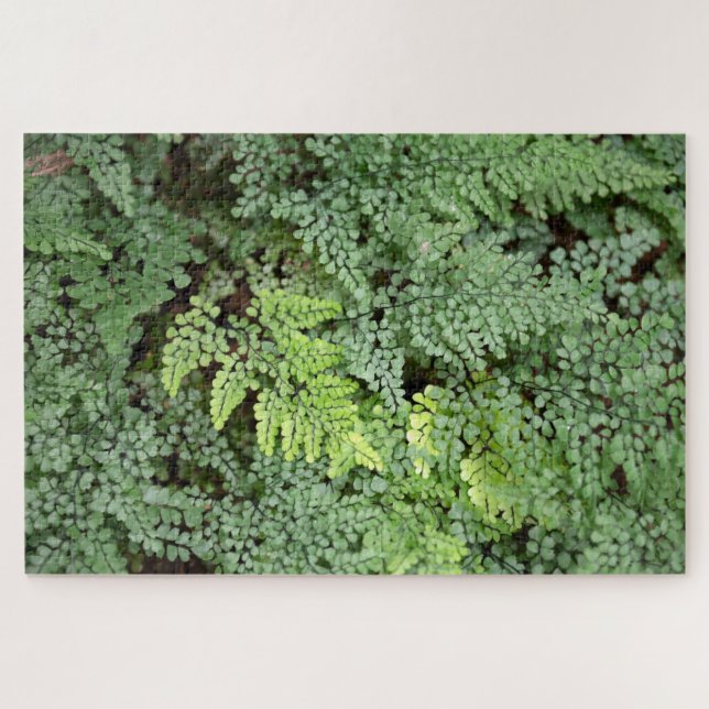 Quebra-cabeça Adiantum Venustum - avenca perene ou avenca do Him (Horizontal)