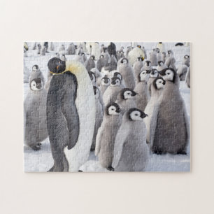 Quebra-cabeça Adulto do pinguim de imperador com pintinhos