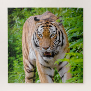 Quebra-cabeça Adulto Tigre Provocando Folhas Verde Brilhantes