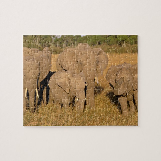 Quebra-cabeça África, Quênia, Masai Mara. Elefante Africano (Horizontal)