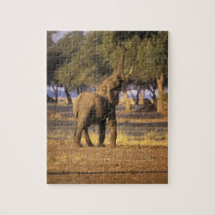 Quebra-cabeça África, Quênia, Masai Mara. Elefante (Loxodonta