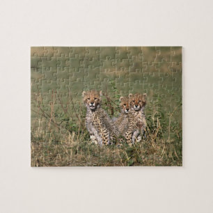 Quebra-cabeça África; Quênia; Masai Mara; Três filhotes de chita
