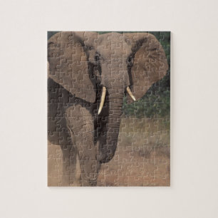 Quebra-cabeça África, Quênia, Nanyuki, Mpala. Elefante-africano.