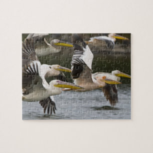 Quebra-cabeça África. Quênia. Pelicanos brancos em voo no Lago