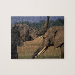 Quebra-cabeça África, Quênia, Reserva de Caça Masai Mara, Dois T
