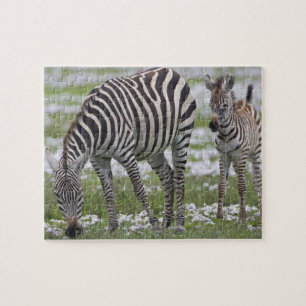 Quebra-cabeça África. Tanzânia. Mãe e cria de zebra