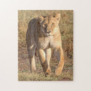 Quebra-cabeça África, Tanzânia, Serengeti. Leão e Leoa