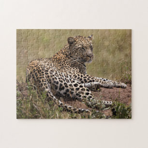Quebra-cabeça África, Tanzânia, Serengeti. Leopardo