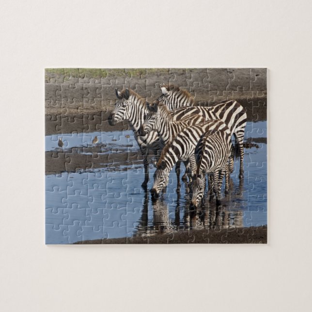Quebra-cabeça África. Tanzânia. Zebras bebendo em Ndutu (Horizontal)