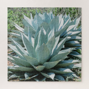 Quebra-cabeça Agave Succult Plant Cactus Green Sage